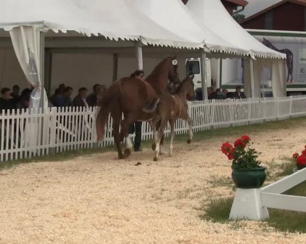 horse Hengst von Wynton (Westphalian, 2013, from Wynton)