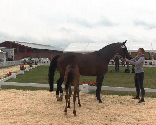 jumper Sir Aribert (Westphalian, 2013, from Sir Fidergold)