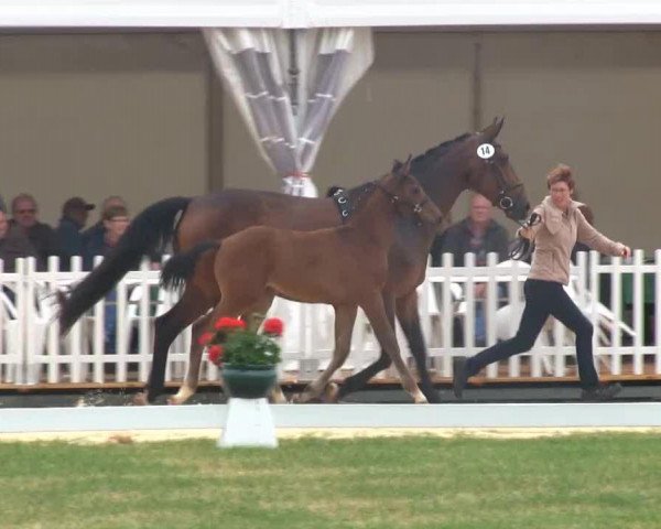 broodmare Schickeria (Westphalian, 2013, from Sir Fidergold)