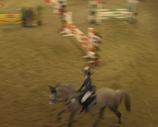 Springpferd Cosmopolit 5 (Deutsches Reitpferd, 2009, von Cancoon)