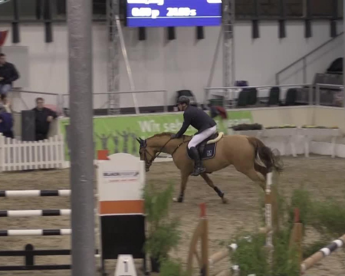 jumper Brindis Bogibo (KWPN (Royal Dutch Sporthorse), 2006, from Pennsylvania)