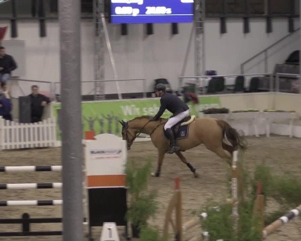 Springpferd Brindis Bogibo (KWPN (Niederländisches Warmblut), 2006, von Pennsylvania)
