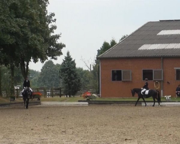 dressage horse Cara Carlina (German Riding Pony, 2008, from Constantin)