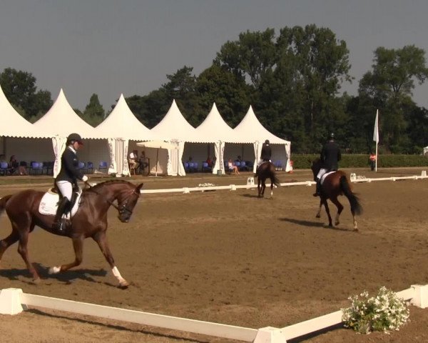 dressage horse Elysee 66 (Westphalian, 2009, from Estobar NRW)