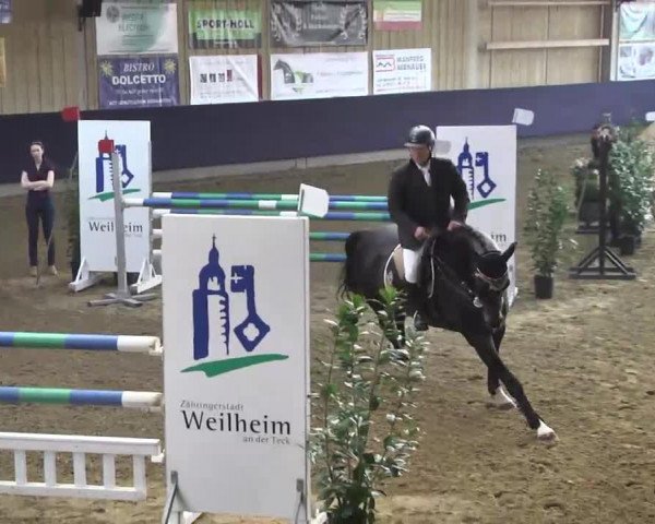 jumper Saturn 242 (Hanoverian, 2007, from Stedinger)
