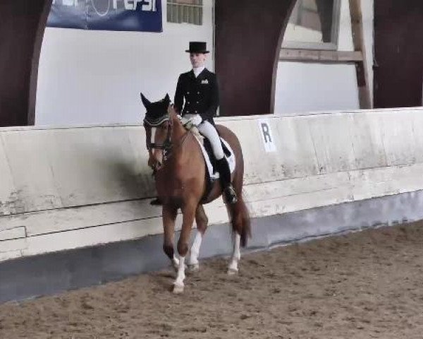 dressage horse Kilkenny 49 (Trakehner, 2007, from Shavalou)