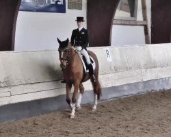 dressage horse Kilkenny 49 (Trakehner, 2007, from Shavalou)