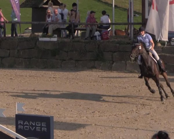 dressage horse Sally 684 (Oldenburg, 2008, from Sandro Hit)