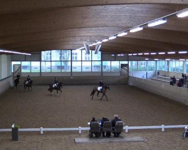dressage horse Clever and Smart S (Oldenburg, 2008, from Collado)