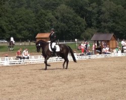 broodmare Sancara 2 (Hanoverian, 2009, from Sandro Hit)