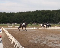 dressage horse Da Vinci 258 (German Riding Pony, 2006, from Diamond)