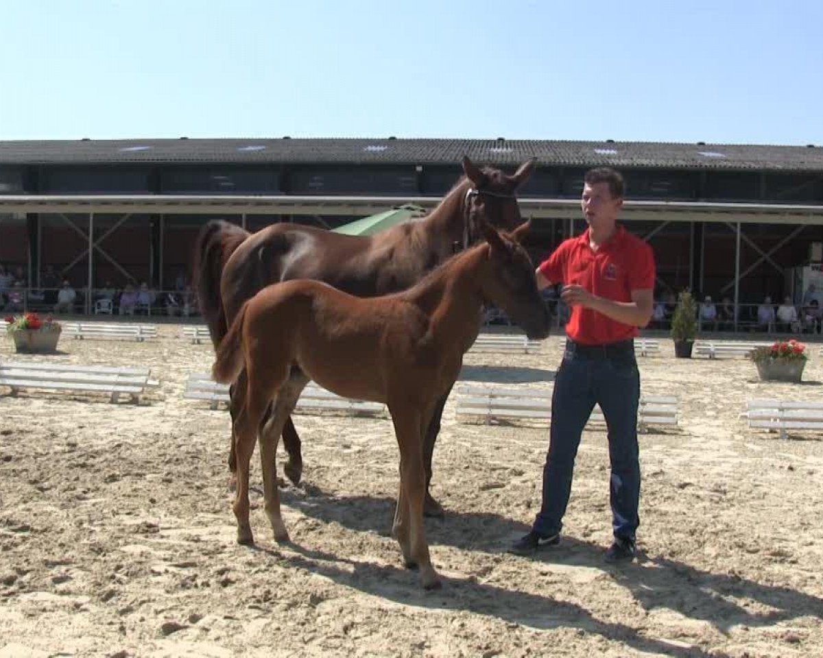 Pferd Filone D'Oro (Westfale, 2013, von Franziskus FRH)