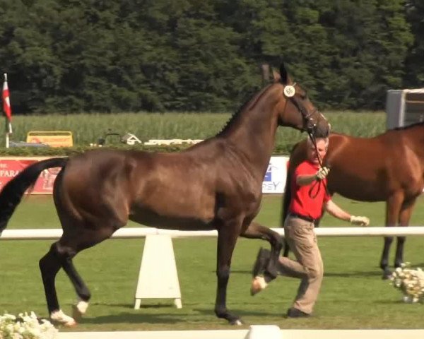 Dressurpferd Flashdance 76 (Westfale, 2010, von Fürst Frederik)
