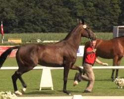 dressage horse Flashdance 76 (Westphalian, 2010, from Fürst Frederik)