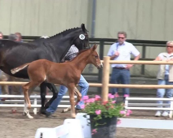horse Stute von Don Frederic (Westphalian, 2013, from Don Frederic 3)