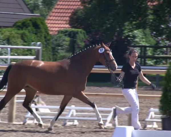 Pferd Milka-Amawell (Deutsches Reitpony, 2010, von The Braes My Mobility) Pferd Milka-Amawell (Deutsches Reitpony, 2010, von The Braes My Mobility)