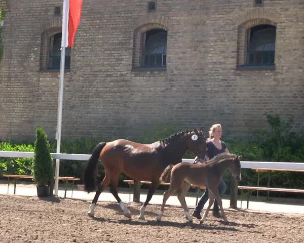 horse Chic on Tour (German Riding Pony, 2013, from Chic in Time)