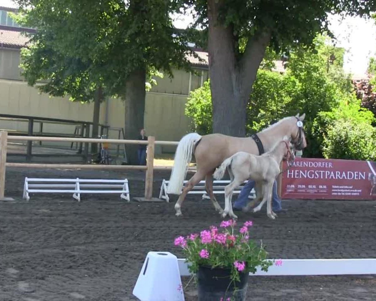 Pferd Stute von Numero Uno (Deutsches Reitpony, 2013, von Fs Numero Uno)