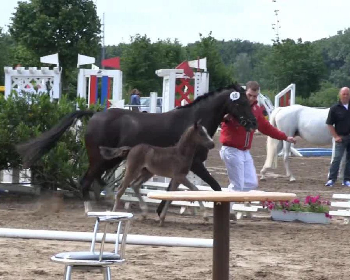 Pferd Hengst von Top Berlin (Deutsches Reitpony, 2013, von Top Berlin)