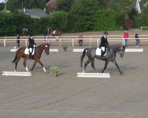 broodmare California (Westphalian, 2010, from Captain Fire)