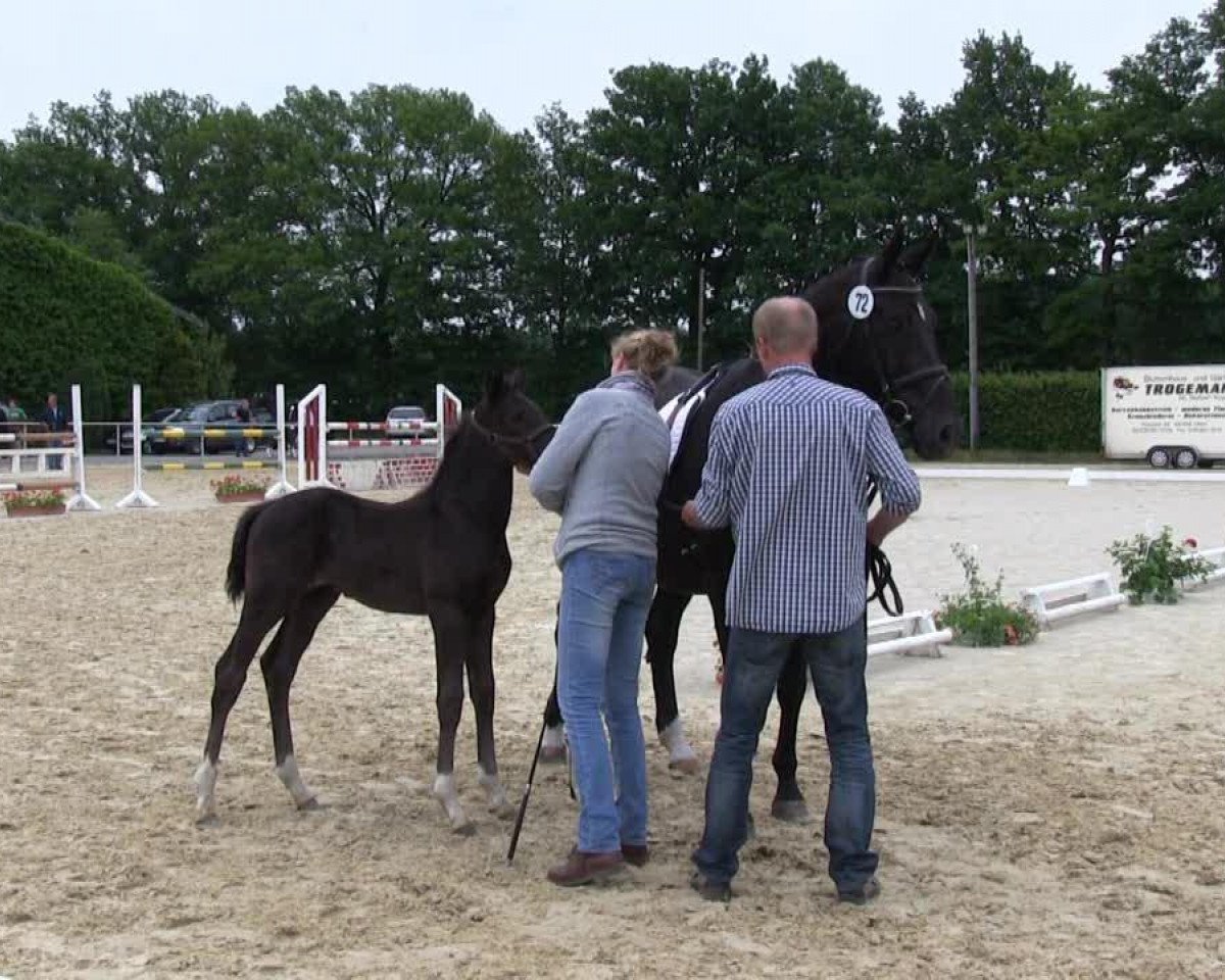 Pferd Hengst von Feedback (Westfale, 2013, von Feedback 16)