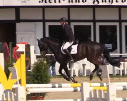 Springpferd Cokie (Holsteiner, 2008, von Corrado I)