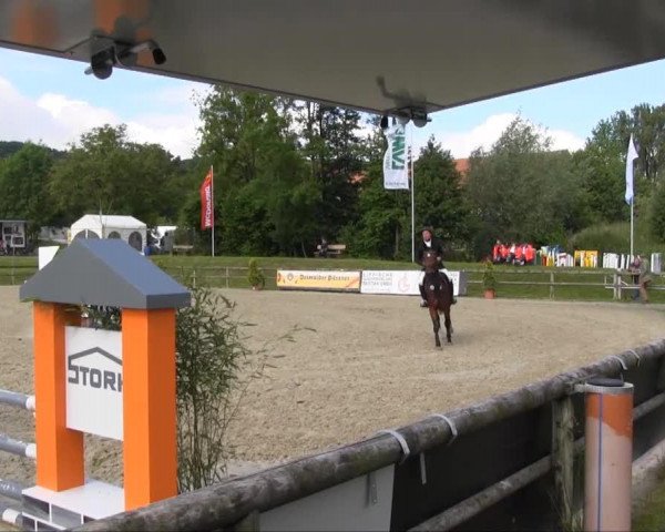 Springpferd Wicky Ro (Deutsches Sportpferd, 2008, von Simonetti)