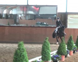 dressage horse Contanus F (Westphalian, 2007, from Continus Grannus)