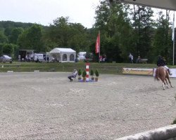 jumper Waterlock (Hanoverian, 2003, from Weltmeyer)