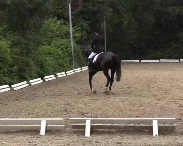 Dressurpferd Romeo Black Diamond (Bayer, 2007, von Rivero III)