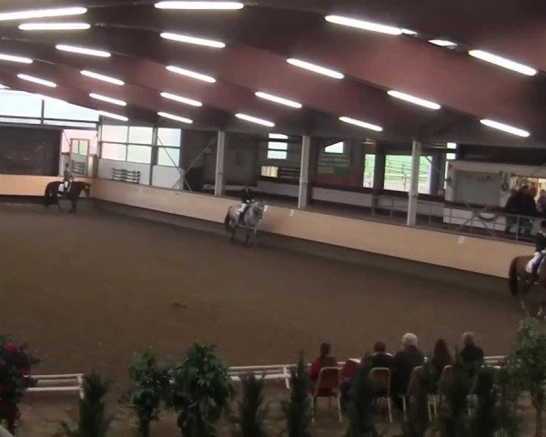 Dressurpferd Imalaya JK (Westfale, 2009, von Insterburg TSF)