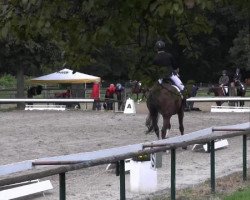 dressage horse Sunrice 10 (Westphalian, 2009, from San Schufro)