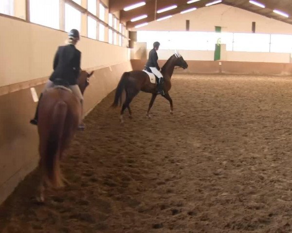 dressage horse Don Sambuco 2 (Oldenburg, 2009, from Don Corazon)
