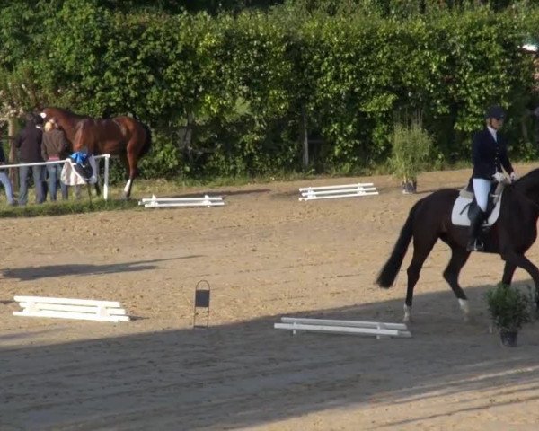 dressage horse St. Georg (Westphalian, 2010, from Starnberg)