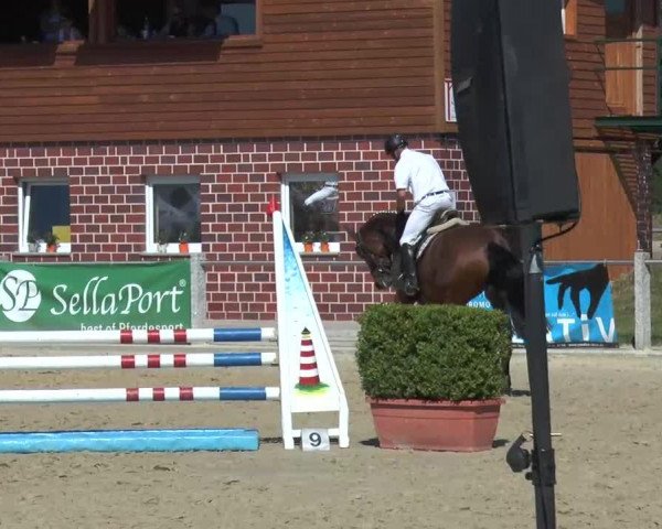 dressage horse Cascada (Westphalian, 2009, from Coronas 2) dressage horse Cascada (Westphalian, 2009, from Coronas 2)