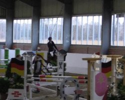 Springpferd Captain Prausitz (Westfale, 2009, von Captain Fire)