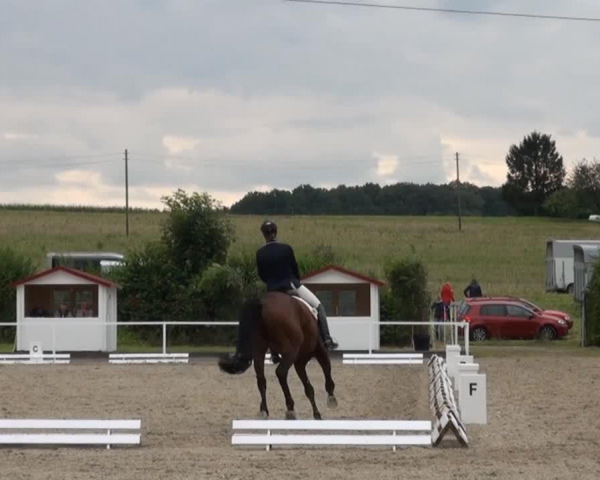 dressage horse Fixwienix (Westphalian, 2008, from Fürst Piccolo)