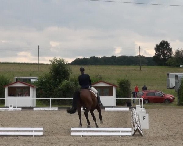 dressage horse Fixwienix (Westphalian, 2008, from Fürst Piccolo)