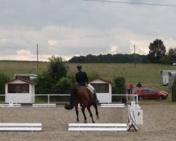 dressage horse Fixwienix (Westphalian, 2008, from Fürst Piccolo)