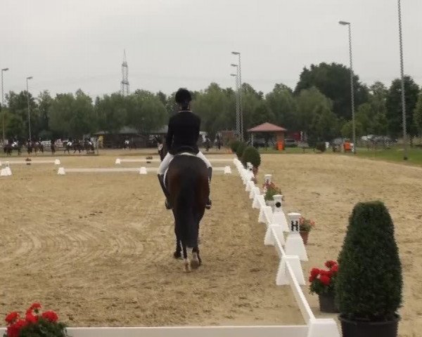 horse Damiro 31 (Westphalian, 2008)