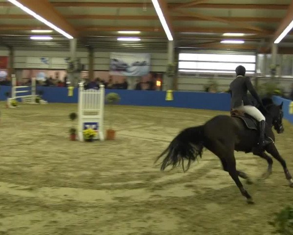 stallion Capone (Danish Warmblood, 2006, from Carano)