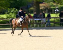 broodmare Chiara 305 (Oldenburg show jumper, 2009, from Catox)