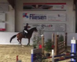 jumper Uno 50 (Hanoverian, 2009)