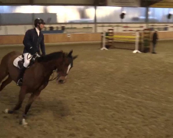 jumper Oberon 58 (Oldenburg show jumper, 2009, from Olympic Fire 5)