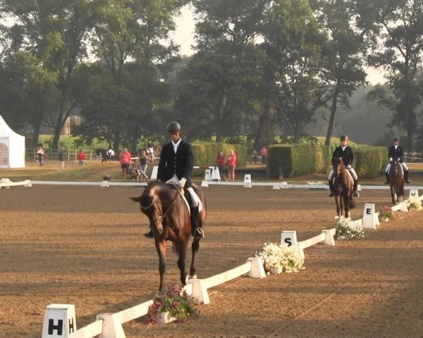 dressage horse Rocky Lee 3 (Westphalian, 2009, from Rockwell)