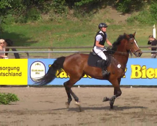 jumper Laurely Fuyssieux (Belgian Warmblood, 2004, from Laurenz)