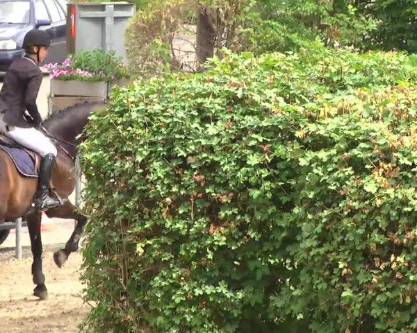broodmare Coleen 21 (Holsteiner, 2008, from Cormint)