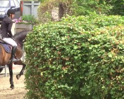 broodmare Coleen 21 (Holsteiner, 2008, from Cormint)