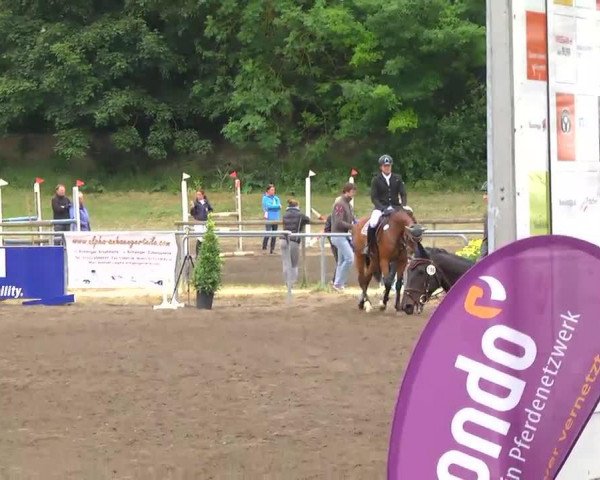 jumper Cavanda (KWPN (Royal Dutch Sporthorse), 2007, from Salamon)