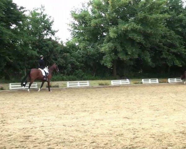 dressage horse Savoir Vivre 5 (Oldenburg, 2007, from Samarant)